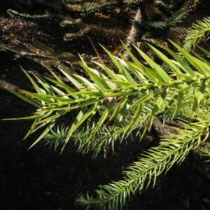 Andentanne (Araucaria araucana)