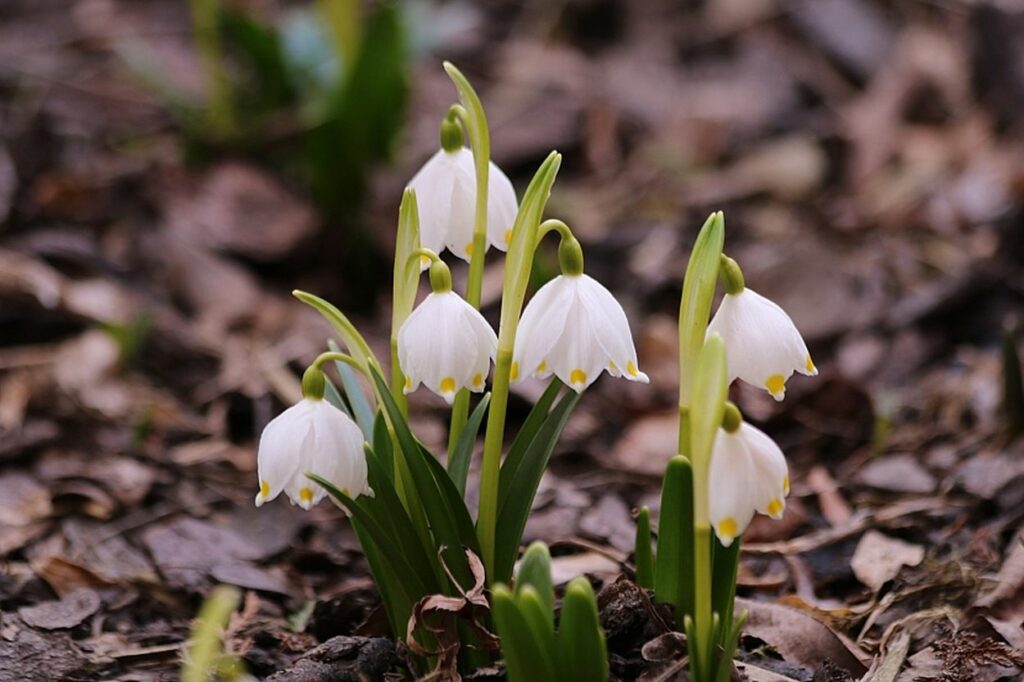 Schneeglöckchen mit weißen kleinen Blüten und grünen Blättern