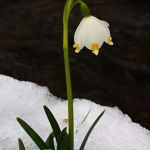 Weiße Glockenblüte eines Märzenbechers mit gelben Flecken an den Blütenblattspitzen, aus einer Schneedecke ragend
