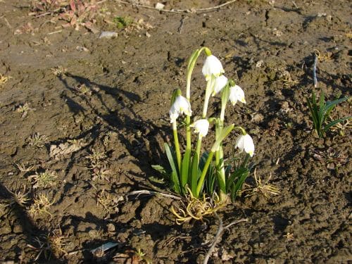 Märzenbecher mit kleinen weißen Blüten im grünen Garten