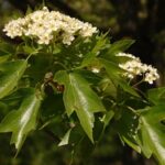 Blüten der Elsbeere in Schirmrispen