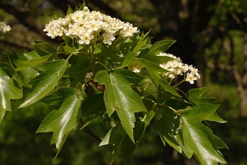 Elsbeere Blüten