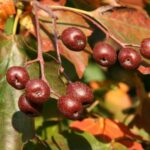 Rotbraune Früchte der Elsbeere im Herbstlaub