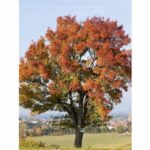 Freistehende Elsbeere in oranger bis roter Herbstfärbung