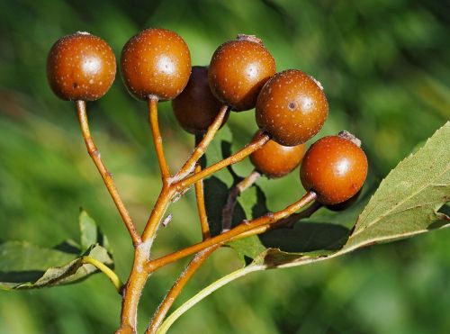 Elsbeere Frucht