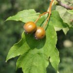 Früchte der Elsbeere auf einem gelappten Blatt