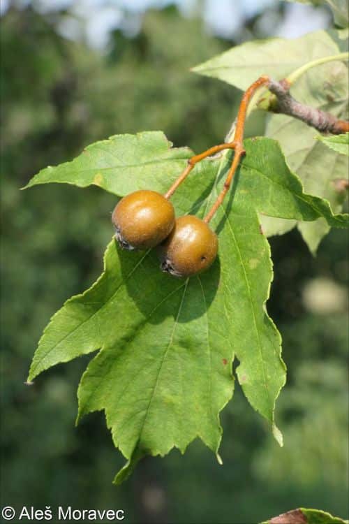 Elsbeere Früchte und Blätter