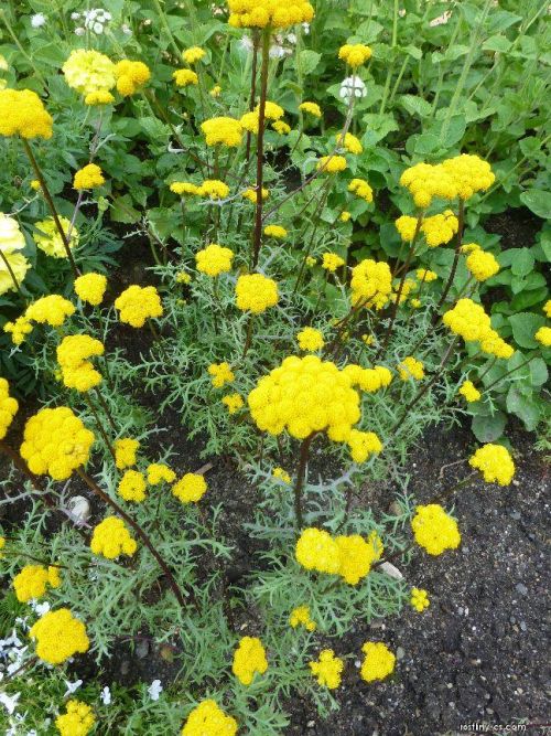 Grüner Steinklee mit grünen Blättern und kleinen Blüten