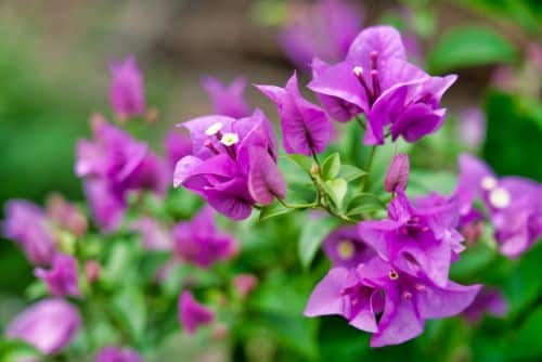Bougainvillea