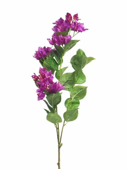 Bougainvillea