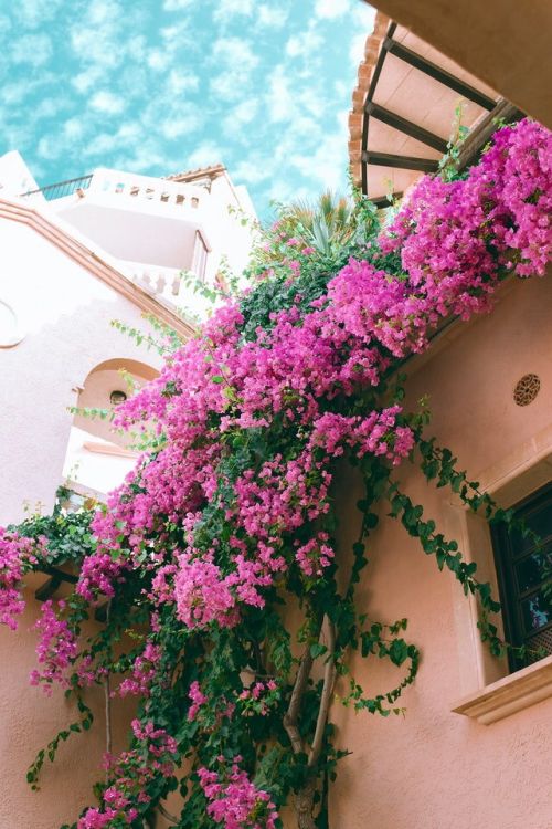 Bougainvillea als Kletterpflanze