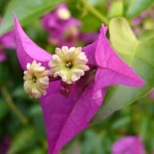 Bougainvillea