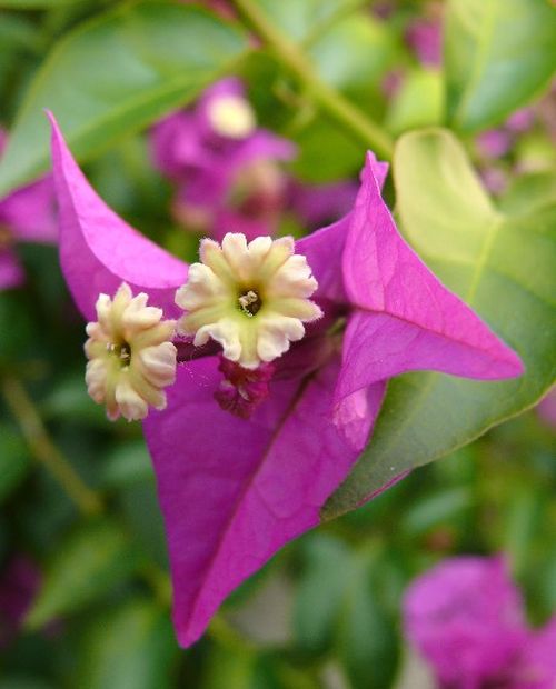 Bougainvillea