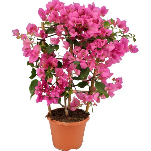 Bougainvillea mit violetten und rosa Blüten auf grünen Blättern