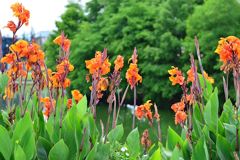Blumenrohr (Canna)​