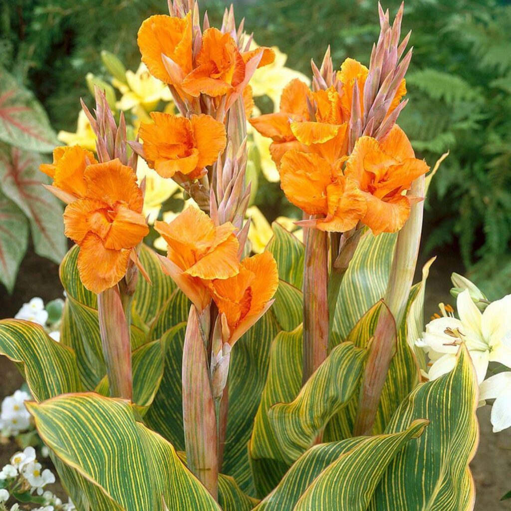 Blumenrohr (Canna)​