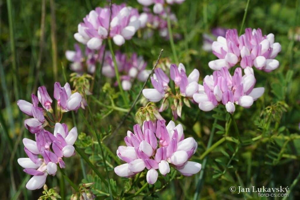 Scorpionsvetch mit kleinen Blättchen und blauen Blüten