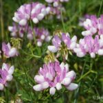 Bunte Kronwicke mit kleinen Fiederblättchen und rosa-weißen Blüten