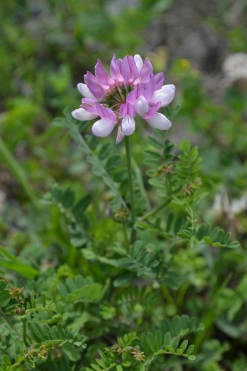Kronwicke mit grünen Blättern und Blütenknospen