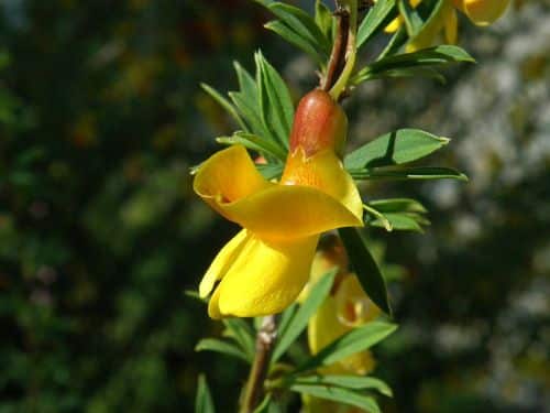 Sibirischer Erbsenstrauch Blüte