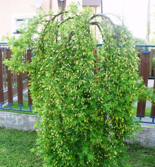 Erbsenstrauch Baum