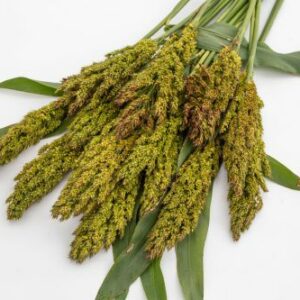 Sorghum