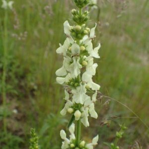 Aufrechter Ziest (Stachys recta) mit cremeweißen Blüten in dichter Scheinähre auf einer Wiese