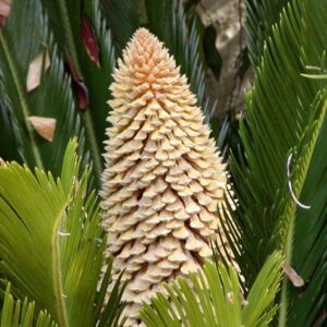 Zykaspalme (Cycas revoluta)​