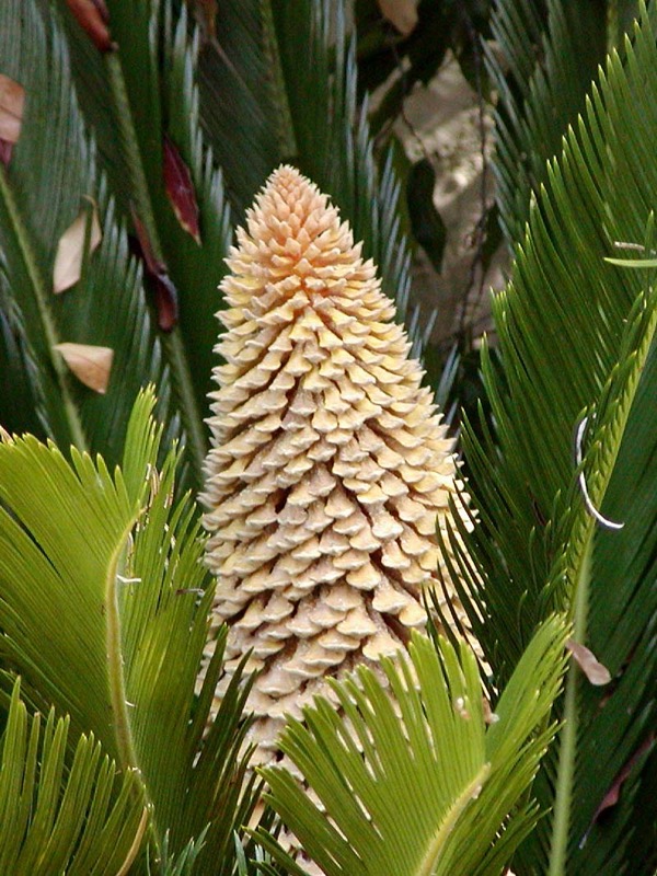 Zykaspalme (Cycas revoluta)​
