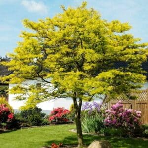 Gleditschie 'Sunburst' mit goldgelber Krone als Solitär auf einem Gartenrasen vor einem Wohnhaus