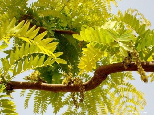 Zweig der Gleditschie Sunburst mit goldgrün gefiederten Blättern und kleinem grüngelbem Blütenstand
