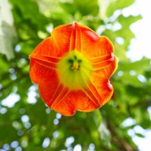 Stechapfel Blüte