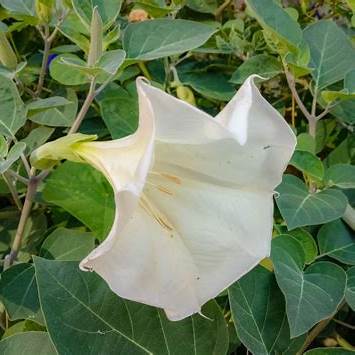 Stechapfel (Datura)