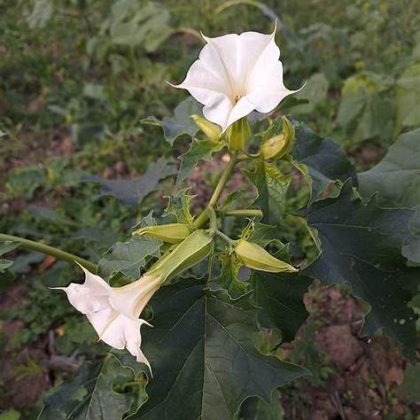 Weißblühende Stechapfel (Datura x candida)