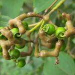 Nahaufnahme der fleischig verdickten Fruchtstiele mit grünen Früchten