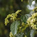 Unscheinbare grünlich-weiße Blüten in vielblütigen Trugdolden