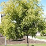 Japanischer Rosinenbaum als kleiner Baum mit hellgrüner Krone