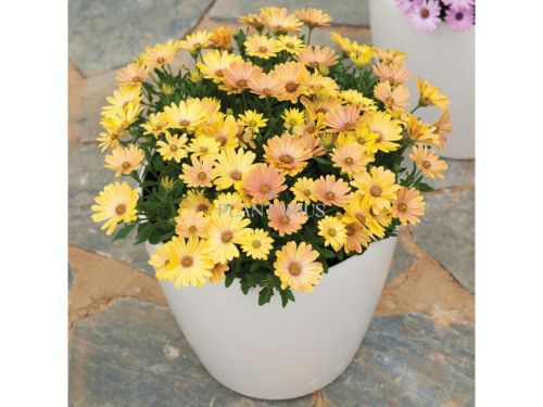Zweiangesichtige im Blumentopf