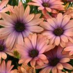 Blüten der Kapringelblume mit grünen Blättern