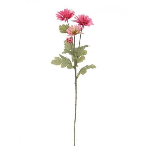 Zweiformblume mit grünem Blatt und weißen Blüten