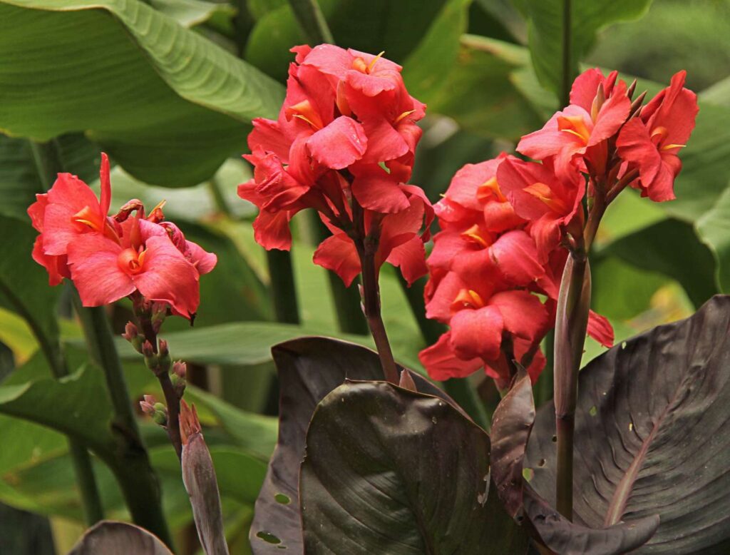 Blumenrohr (Canna)​