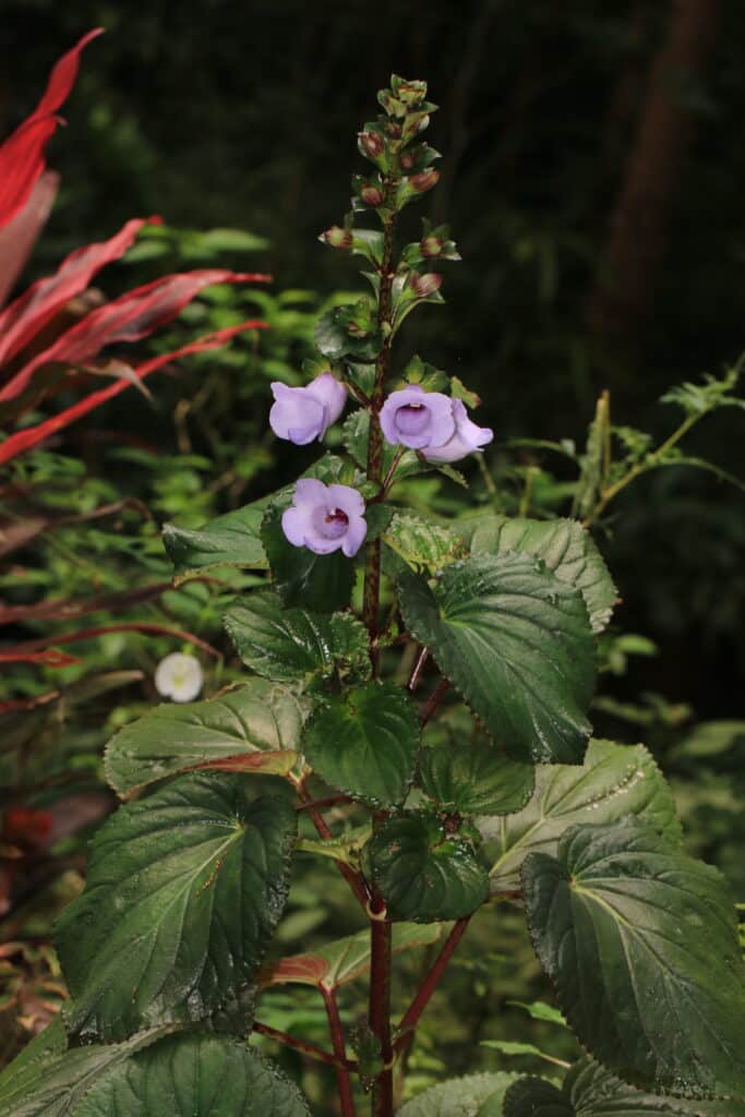 Gloxinie prächtig - violette Blüte