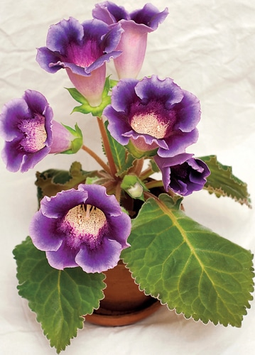 Gloxinie in einem Blumentopf mit violetten Blüten