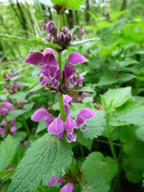 Purpurrote Taubnessel mit charakteristischen Blüten und Blättern
