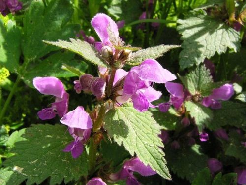 Purpurrote Taubnessel