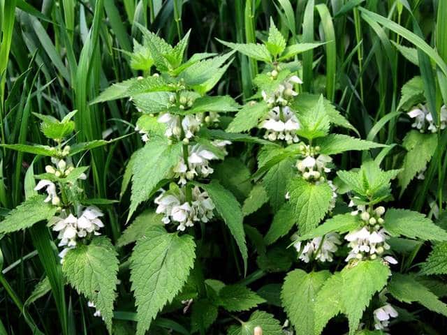 Taubnessel mit violetten Blüten in natürlicher Umgebung
