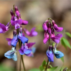 Zwei Blütentrauben der Frühlings-Platterbse — junge Blüten purpurrosa, ältere blau, vor unscharfem Waldboden