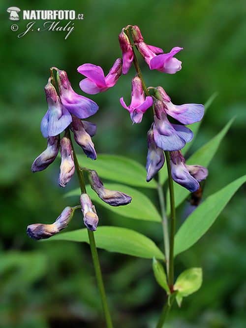 Rosaviolette Blüten einer Platterbse im Garten mit grünen Hülsen