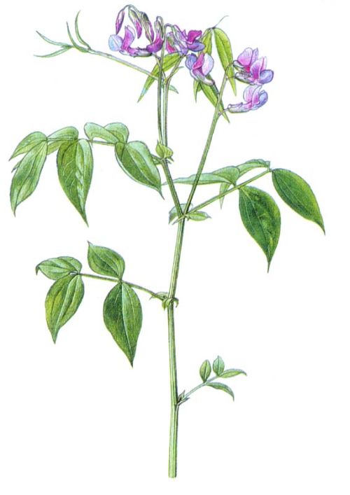Frühlings-Platterbse mit violetten Blüten im schattigen Laubwald