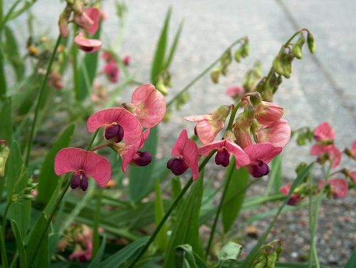 Rosa Blüten der Wald-Platterbse (Lathyrus sylvestris) am Waldrand